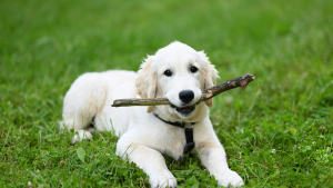 How to Choose the Right Dog Chew Based on Your Dog’s Size and Personality