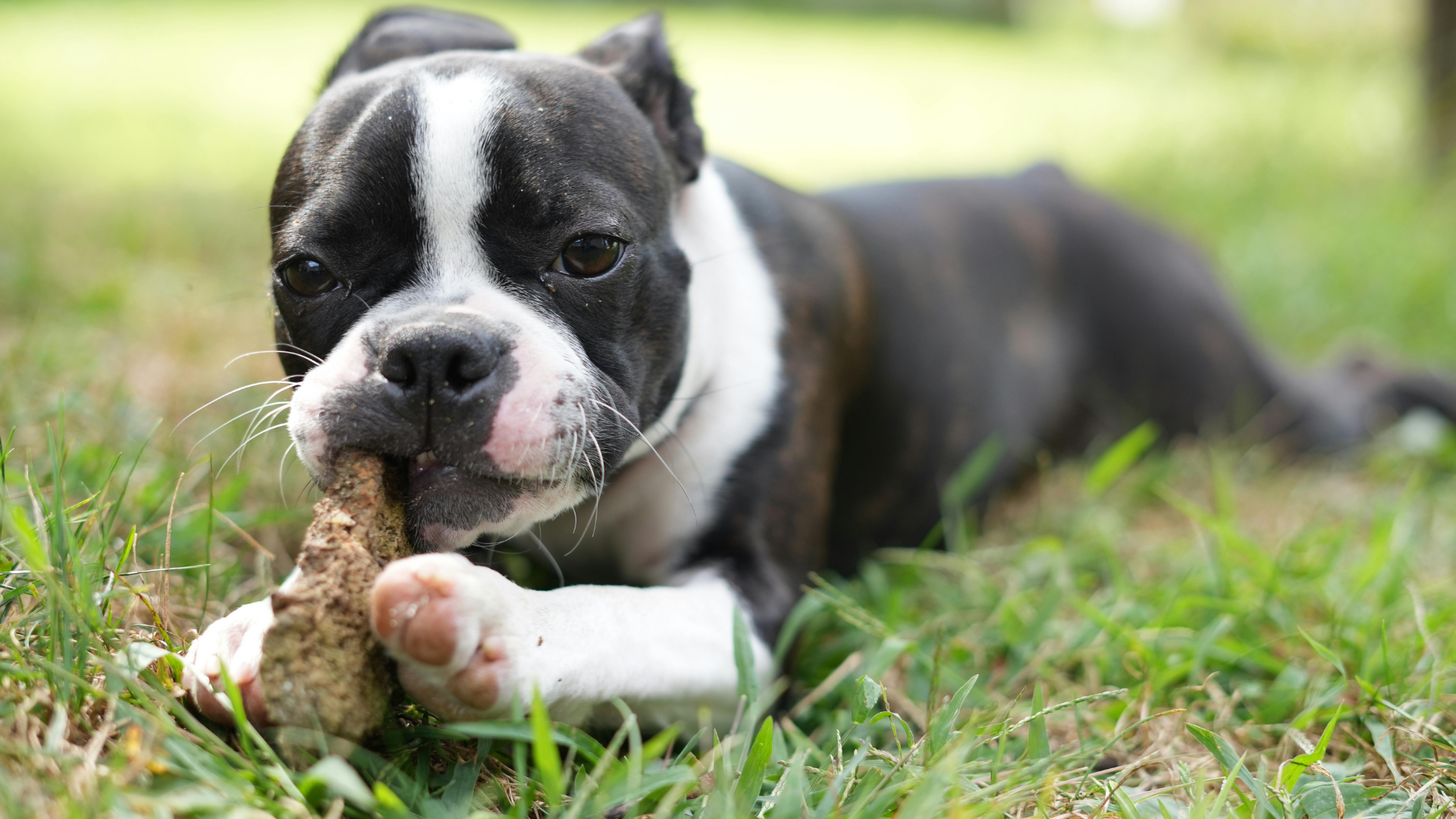 The Hidden Benefits of Dog Chews: From Stress Relief to Added Nutrition