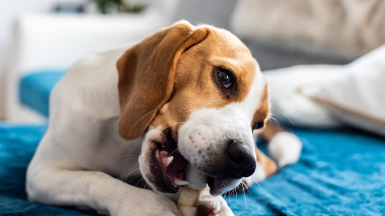 5 Reasons Why Dog Chews Are Essential for Your Pet’s Dental Health