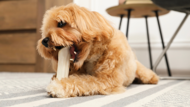 Dog Chews from Coffee Wood: A Natural Treat for Healthy Teeth and Gums
