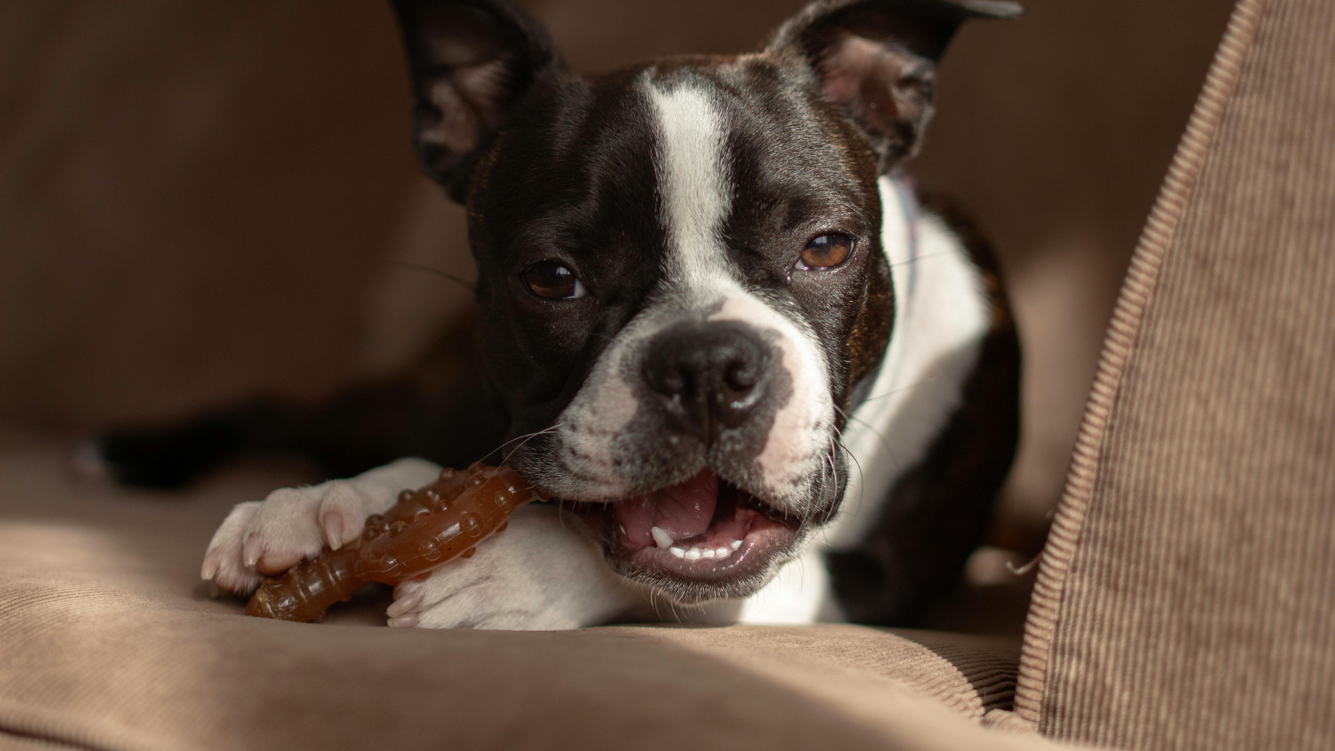 Why Coffee Wood is a Safe Choice for Eco-Friendly Dog Chews