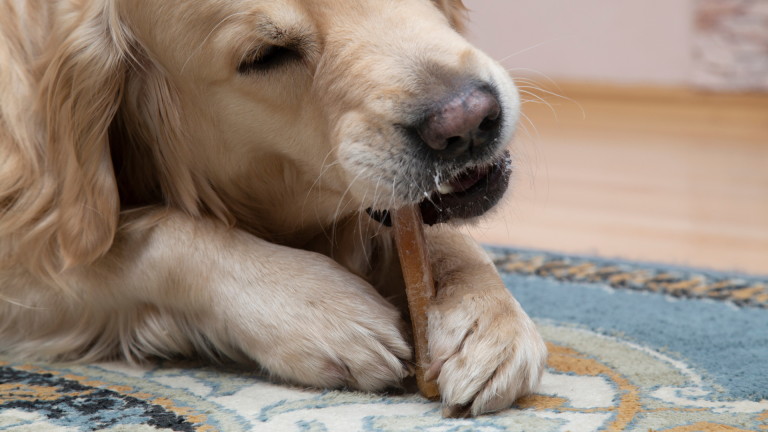 The Benefits of Coffee Wood Dog Chews: From Stress Relief to Oral Health