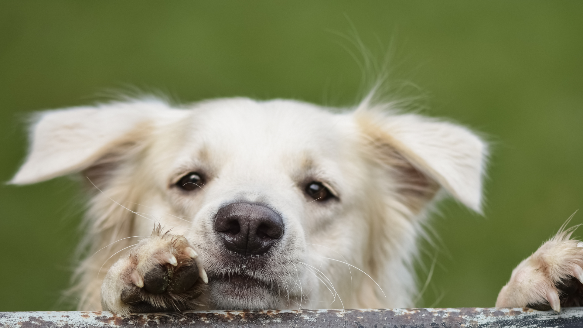 The Trend of Coffee Wood Dog Chews: A Natural, Durable, and Chemical-Free Solution