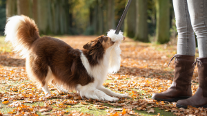 Natural Dog Chews from Indonesia: Eco-Friendly Coffee Wood for Healthier, Happier Dogs