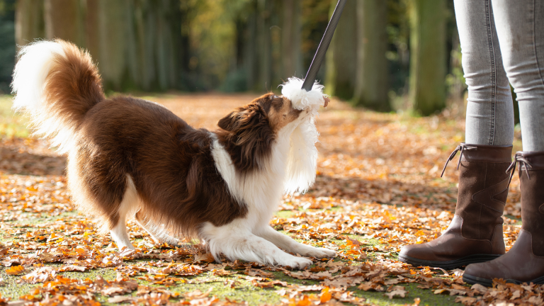 Natural Dog Chews from Indonesia: Eco-Friendly Coffee Wood for Healthier, Happier Dogs