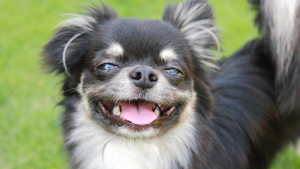 5 Important Reasons Your Dog Needs Chews Every Day