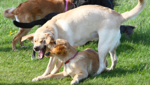 Empowering Farmers and Pets Alike: The Impact of Indonesia’s Coffee Wood Dog Chew Industry