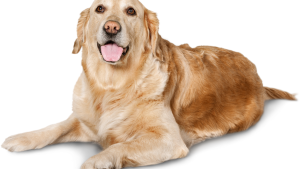 A Complete Guide to Caring for Your Pet Dog to Keep It Healthy and Happy