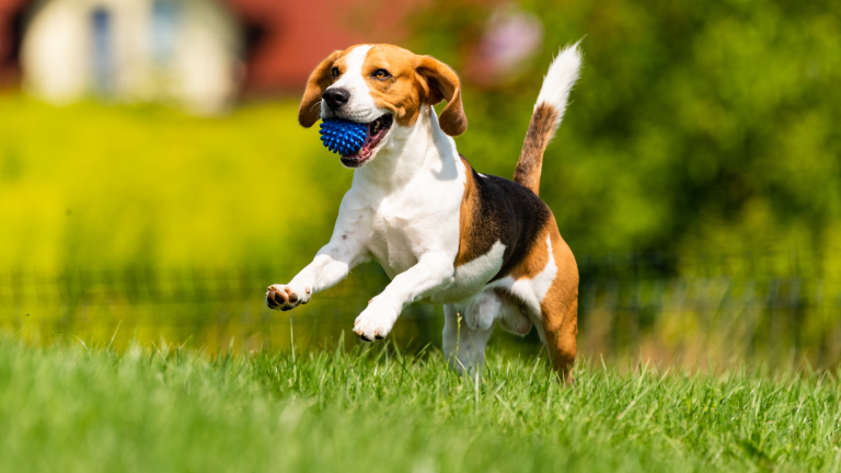 Why Natural Dog Chews Are Safer for Your Beloved Pet