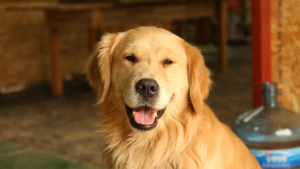 How to Care for Your Dog’s Coat and Skin to Keep Them Clean and Shiny