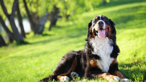 The Secret to Maintaining Your Dog’s Diet and Fitness at Home