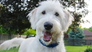 How to Safely Give Dog Chews to Keep Your Pet Healthy and Happy