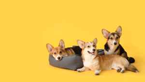 Tips for Caring for Puppies: From Nutrition and Health to Basic Training