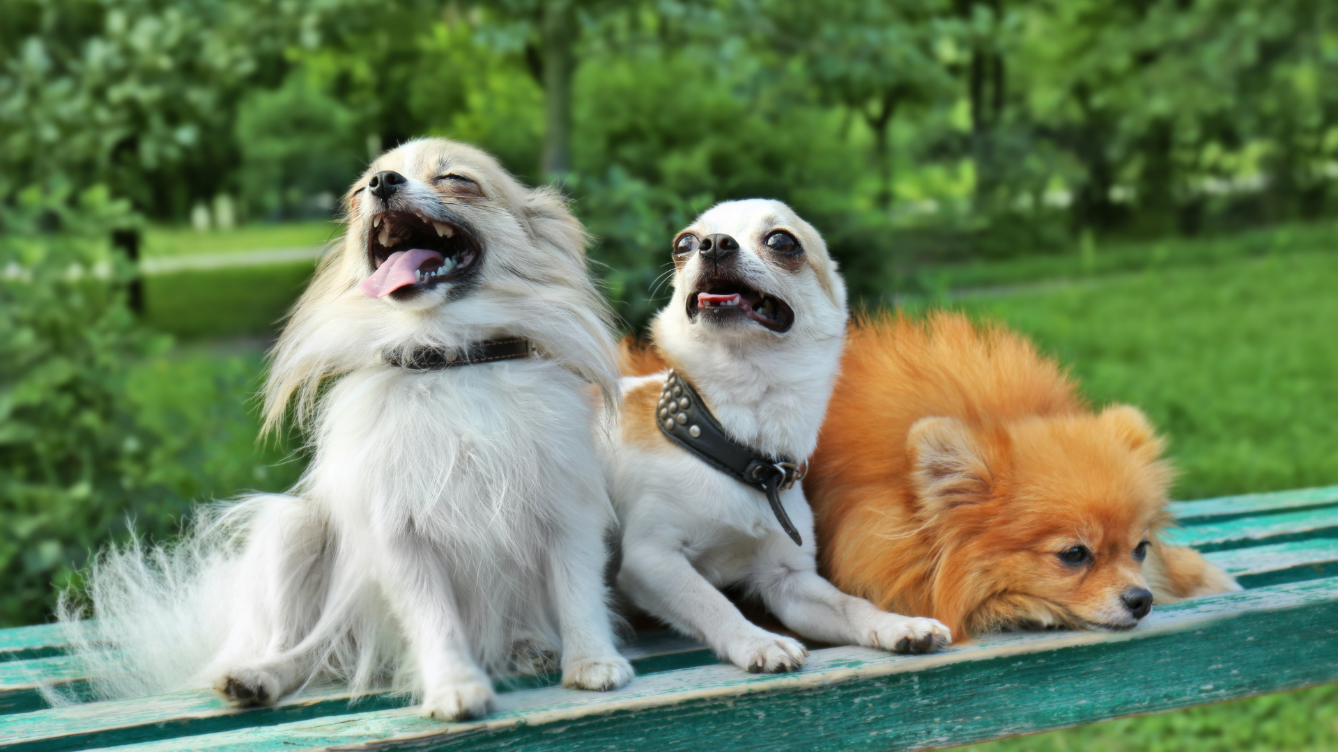 From Indonesian Coffee Farms to Global Pet Stores: The Story Behind Premium Coffee Wood Dog Chews