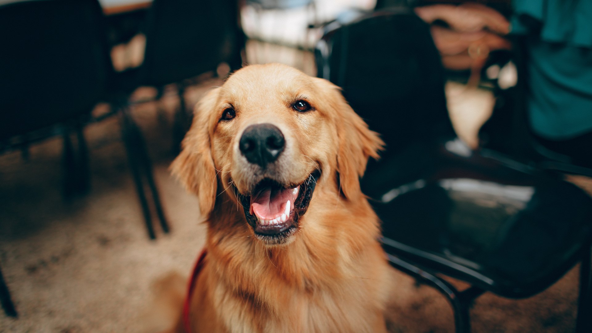 Dog Chews and Dental Health: The Secret to Your Pet’s Happy Smile