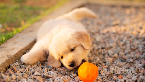 More Than Just a Toy: The Dental Health Benefits of Coconut Fiber Dog Chews