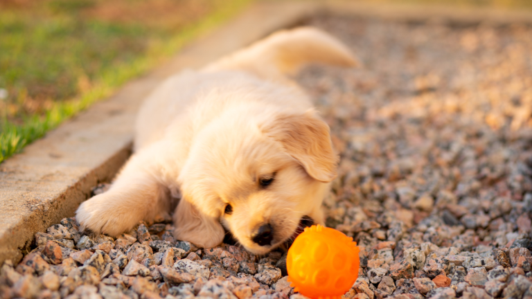 More Than Just a Toy: The Dental Health Benefits of Coconut Fiber Dog Chews