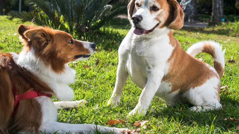 Safe, Durable, and 100% Natural: Discover Indonesia’s Coffee Wood Dog Chews