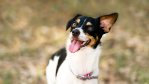 Dog Chews: A Safe Solution to Reduce Stress and Destructive Chewing Habits