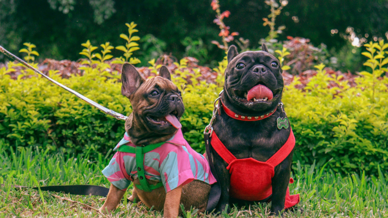 Eco Innovation for Pets: How Indonesian Coffee Wood Dog Chews Support Green Living