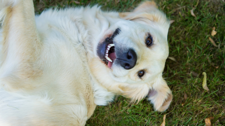 Why Dog Chews Are Essential for Your Dog’s Physical and Mental Health