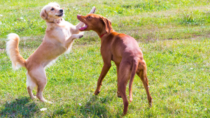 Why Coffee Wood Dog Chews Are the Eco-Friendly Choice for Pet Lovers