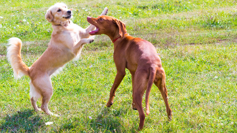 Why Coffee Wood Dog Chews Are the Eco-Friendly Choice for Pet Lovers