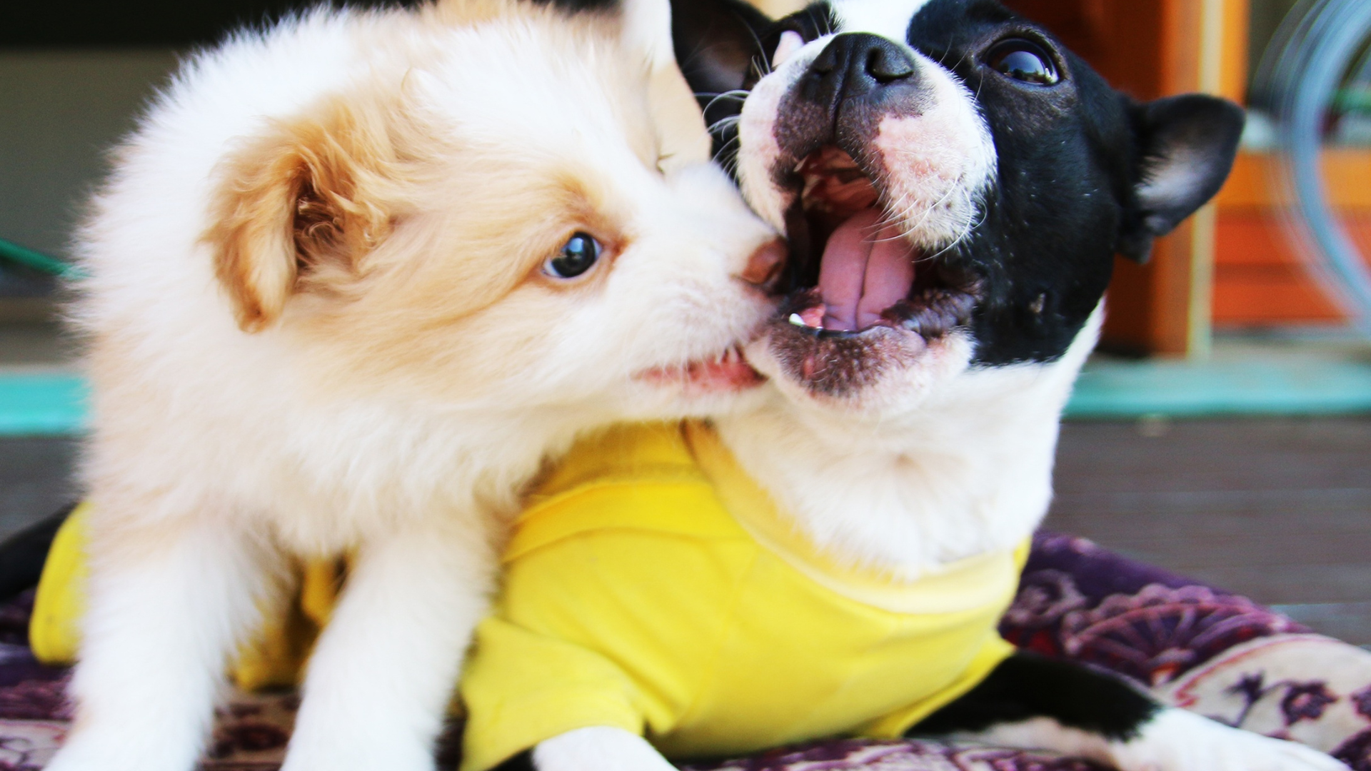 From Coffee Farms to Pet Stores: The Journey of Indonesian Coffee Wood Dog Chews