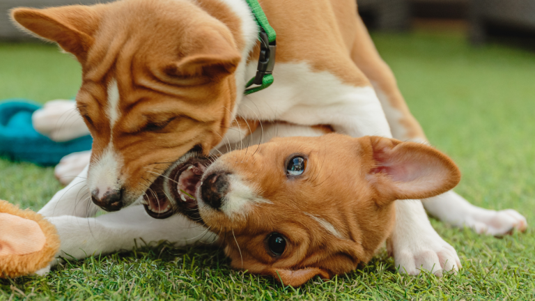 Safe, Durable, and Natural: Discover the Benefits of Coffee Wood Chews for Dogs